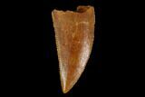 Serrated, Raptor Tooth - Real Dinosaur Tooth #115955-1